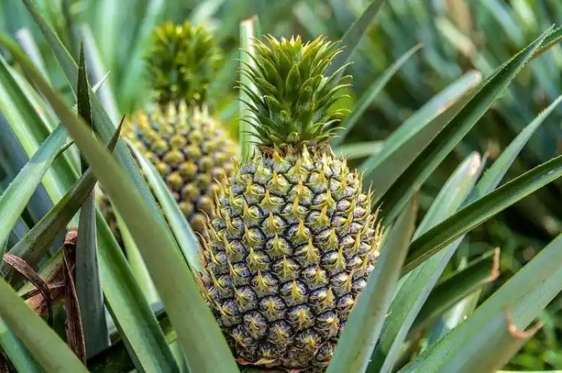 ΢�Ž�ͼ_20241108150106.png