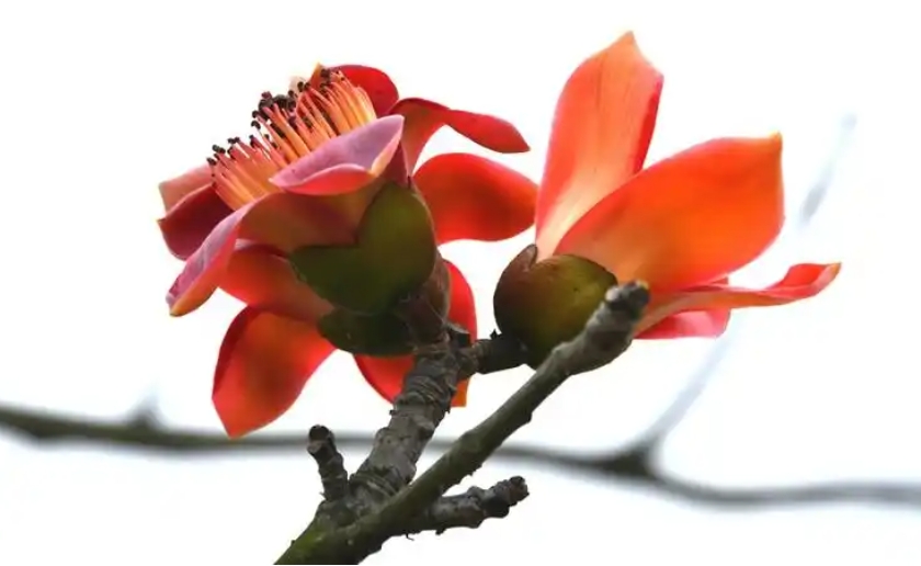 ΢�Ž�ͼ_20241113103652.png