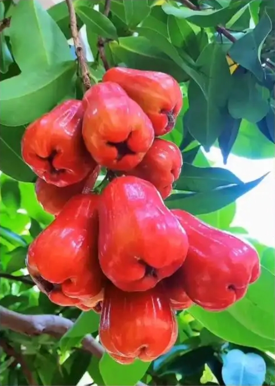 ΢�Ž�ͼ_20250510113053.png