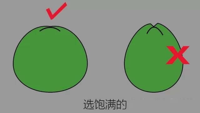 yezijiqiao3
