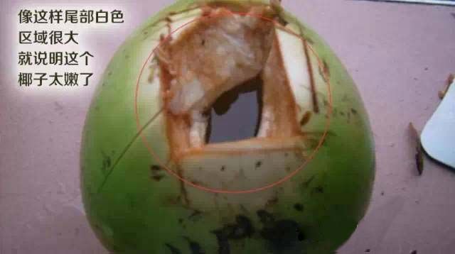yezijiqiao8